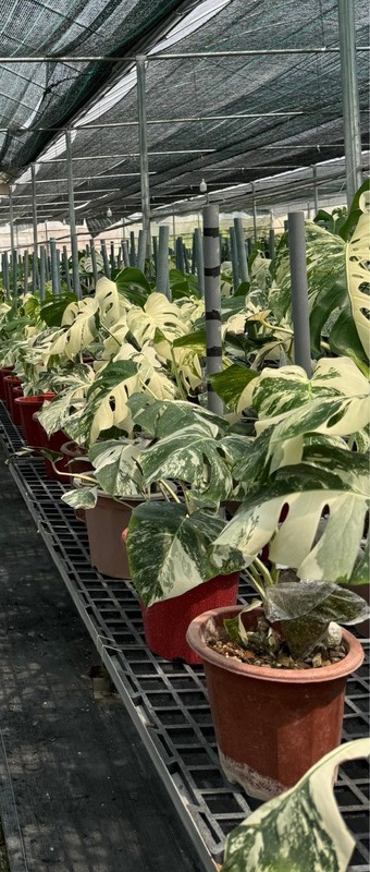 Jolie Nurseryの生産ハウス